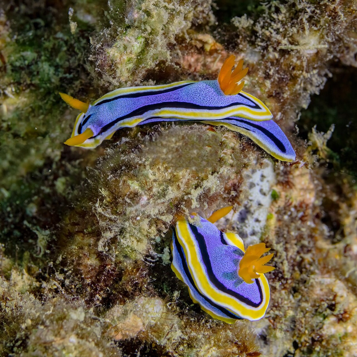 Two blue and yellow sea slugs on a natural reef surface in Anilao, Philippines.