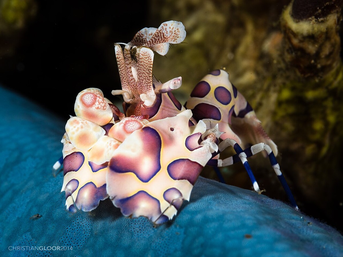 A harlequin shrimp with purple and pink markings, photographed close up.