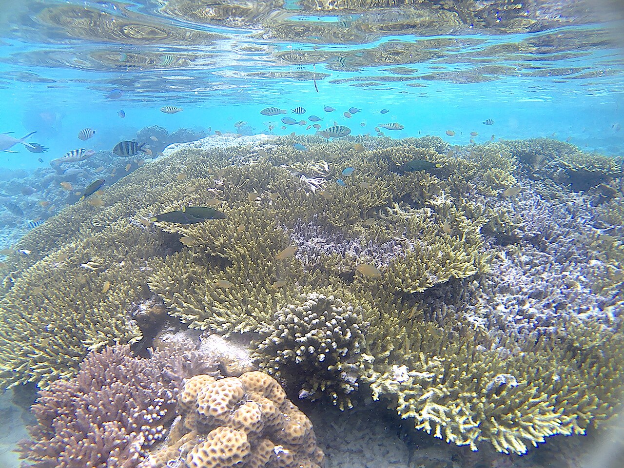 Coral and fish under clear surface water at the Arborek Island pier in Raja Ampat.